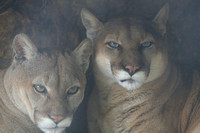 Mountain Lions (captive animals)