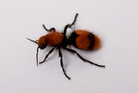 Female Velvet Ant