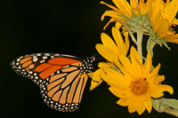 Monarch Butterfly (Danaus plexippus)
