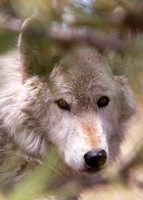 Grey Wolf photographed in Colorado (captive)