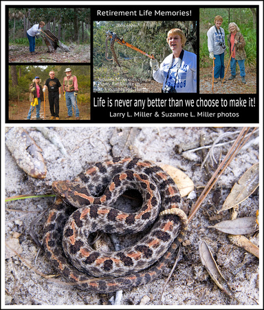 SPECIALrattlesnake-poster