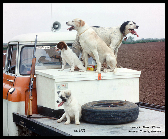 1972-dogs-dove-hunt