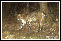 BOBCAT_06web