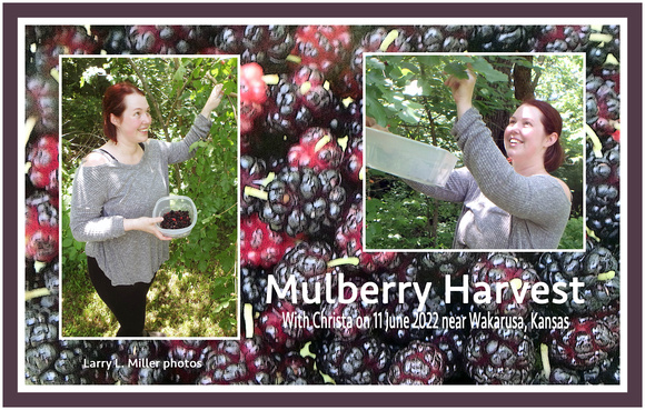 mulberry-harvest