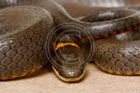 Prairie Ringneck Snake (Diadophis punctatus arnyi)