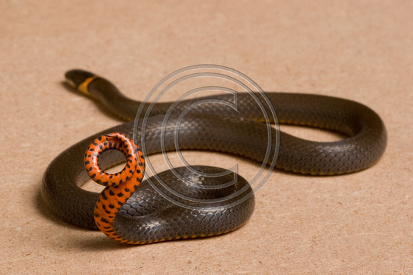 Prairie Ringneck Snake (Diadophis punctatus arnyi)