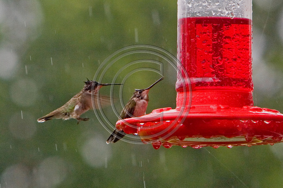 Hummingbirds at feeder near Wakarusa, Kansas
