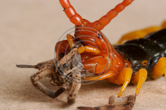 Giant Desert Centipede (Scolopendra heros)